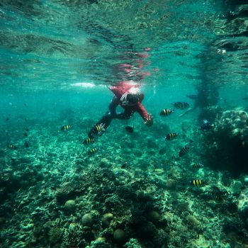 Snorkeling Pulau Harapan